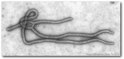 Фотография вируса Эбола