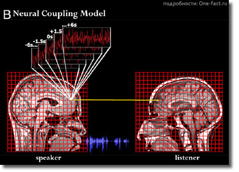 Синхронизация мозга человека в процессе понимания речи