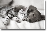 Как и все некрупные животные, кошки и собаки спят несколько раз в день. Кошки в среднем спят 16 часов, собаки 12-14 часов (хотя мелкие породы могут спать и по 18 часов в день).