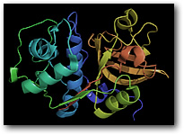 Структура Катепсина С — протеина, который у человека кодируется геном CTSS. Именно он, по результатам исследования, претендует на роль Метки смерти.