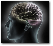 Рост мозга человека ограничен энергетикой его тела