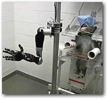 Робо-рука, которой научились управлять с помощью мозг-копьютерного интерфейса обезьяны в экспериментах, проводимых Питсбургским университетом. 