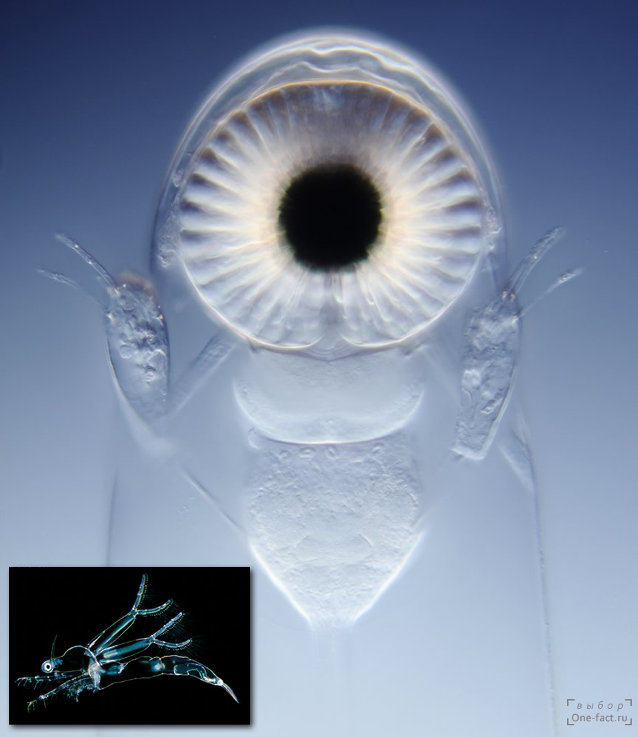 Водяная блоха — хищник с гигантским глазом, который позволяет высматривать своих жертв и настигать их. Задние антенны-плавники позволяют развить нужную скорость.