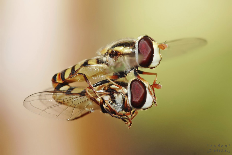 Лучшее фото мух журчалок. Процесс спаривания в воздухе показан во своей его сложности.
