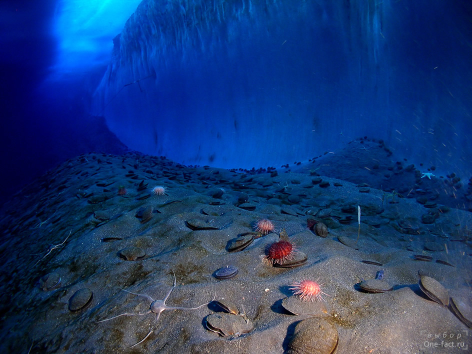 Морское дно подо льдом в антарктическом заливе. Здесь самая прозрачная вода в мире, а солнечный свет, пробиваясь через лёд, освещает фантастические панорамы подводной жизни, позволяя сделать лучшее фото...