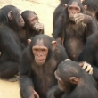 Почему самки высших приматов кричат во время секса? — Все дело в социальном ранге партнеров